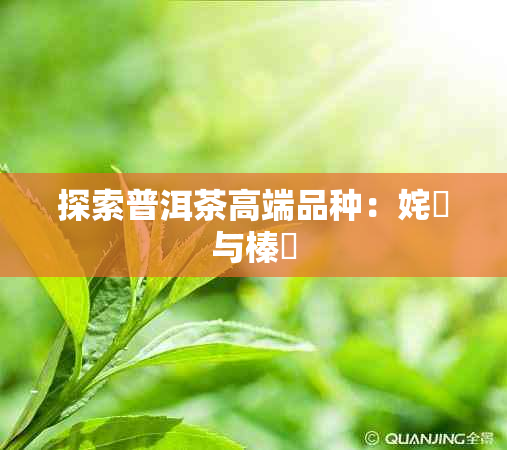 探索普洱茶高端品种：姹熻与榛勫