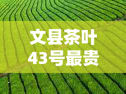文县茶叶43号最贵的多少钱一斤，文县43号茶叶含义及价格，文县茶叶特产介绍