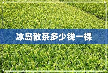 冰岛散茶多少钱一棵