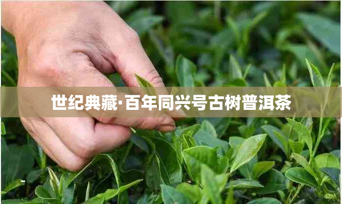 世纪典藏·百年同兴号古树普洱茶