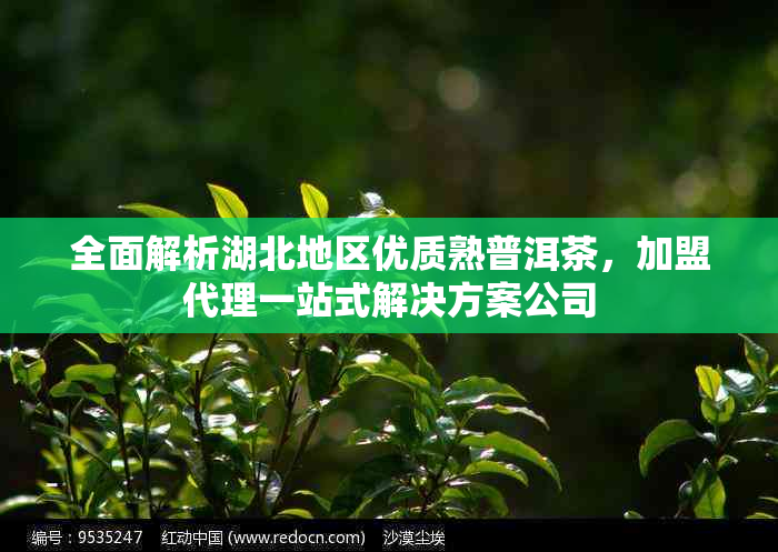 全面解析湖北地区优质熟普洱茶,加盟代理一站式解决方案公司