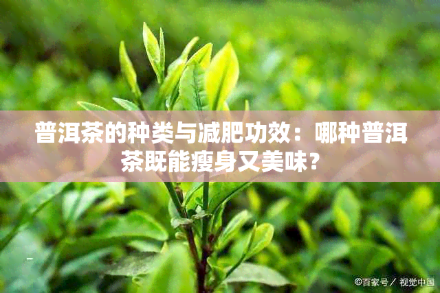 普洱茶的种类与减肥功效:哪种普洱茶既能瘦身又美味?
