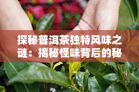 探秘普洱茶独特风味之谜:揭秘怪味背后的秘密