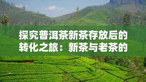 探究普洱茶新茶存放后的转化之旅:新茶与老茶的区别