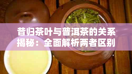 昔归茶叶与普洱茶的关系揭秘:全面解析两者区别与联系