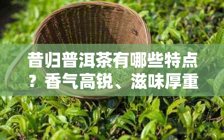 昔归普洱茶有哪些特点?香气高锐、滋味厚重、茶气强霸、汤色金黄透明
