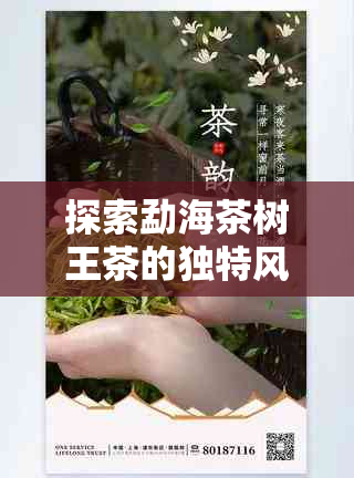 探索勐海茶树王茶的独特风味与品质特点
