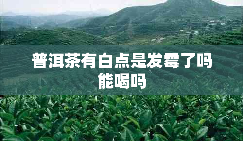 普洱茶有白点是发霉了吗能喝吗