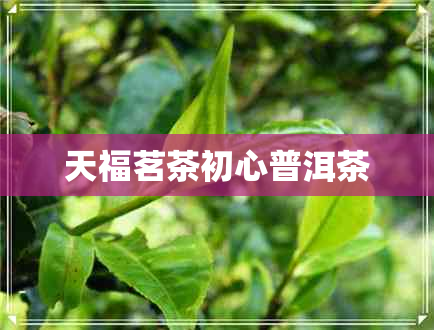 天福茗茶初心普洱茶 天福茗茶初心普洱茶