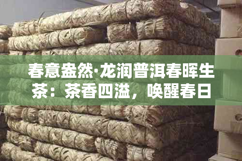 春意盎然·龙润普洱春晖生茶:茶香四溢,唤醒春日味蕾