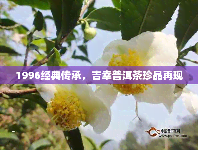 1996经典传承,吉幸普洱茶珍品再现