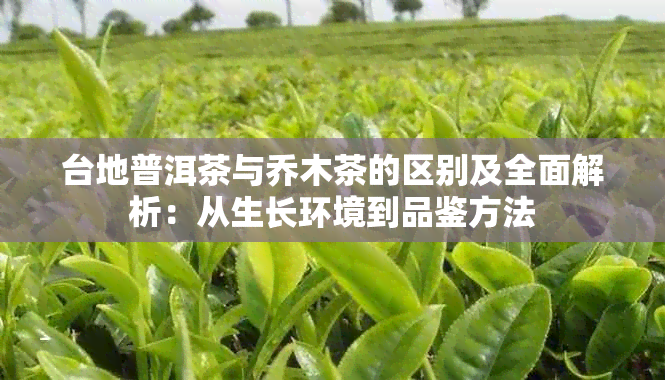 台地普洱茶与乔木茶的区别及全面解析:从生长环境到品鉴方法