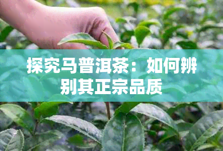 探究马普洱茶：如何辨别其正宗品质