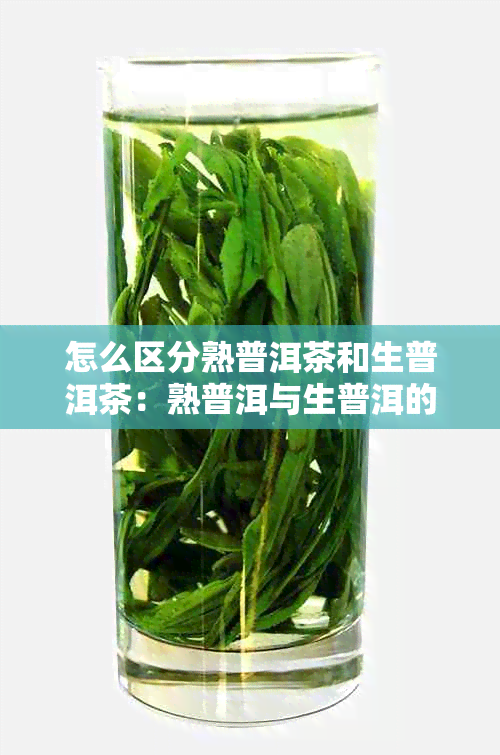 怎么区分熟普洱茶和生普洱茶:熟普洱与生普洱的区别要点总结