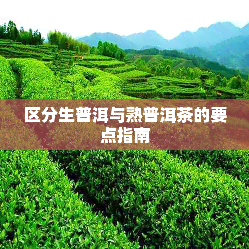 区分生普洱与熟普洱茶的要点指南