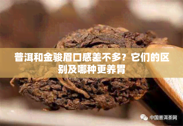 普洱和金骏眉口感差不多?它们的区别及哪种更养胃