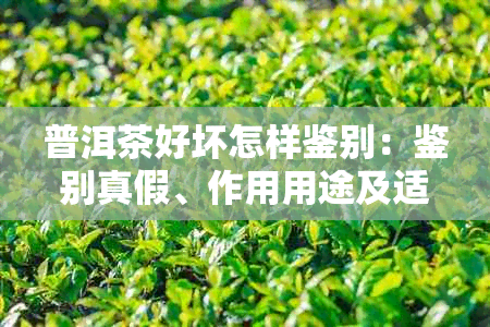 普洱茶好坏怎样鉴别：鉴别真假、作用用途及适宜人群