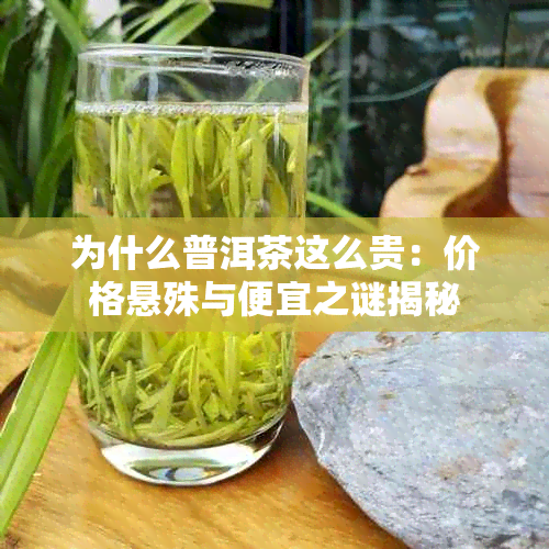 为什么普洱茶这么贵:价格悬殊与便宜之谜揭秘