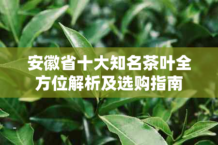 安徽省十大知名茶叶全方位解析及选购指南