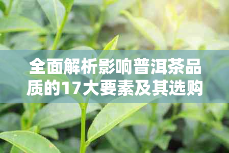 全面解析影响普洱茶品质的17大要素及其选购指南