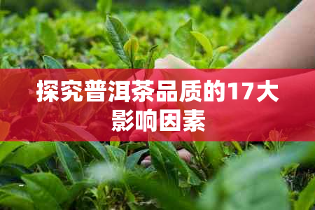 探究普洱茶品质的17大影响因素