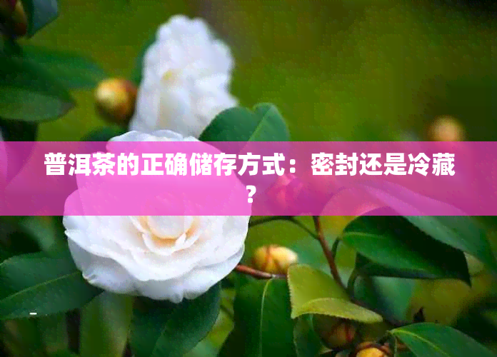 普洱茶的正确储存方式:密封还是冷藏?