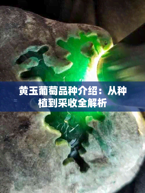 黄玉葡萄品种介绍:从种植到采收全解析