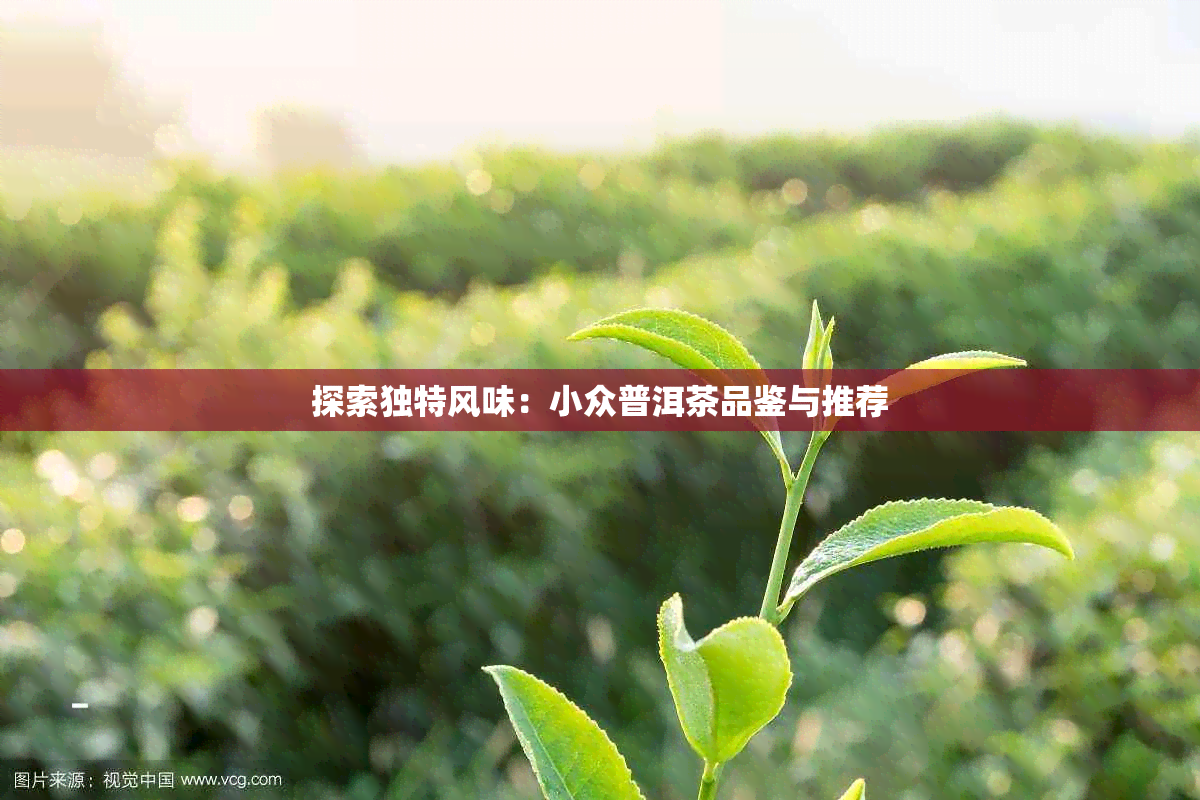 探索独特风味:小众普洱茶品鉴与推荐
