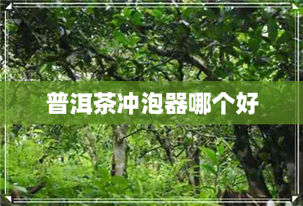 普洱茶冲泡器哪个好 普洱茶冲泡器哪个好