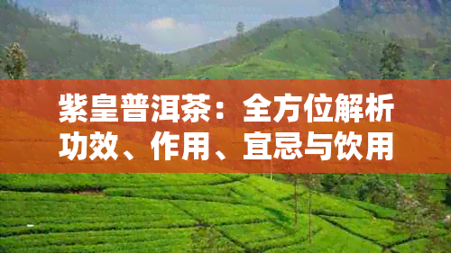 紫皇普洱茶：全方位解析功效、作用、宜忌与饮用指南