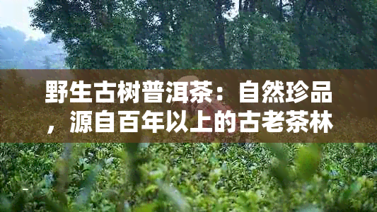 野生古树普洱茶:自然珍品,源自百年以上的古老茶林
