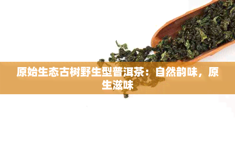 原始生态古树野生型普洱茶:自然韵味,原生滋味