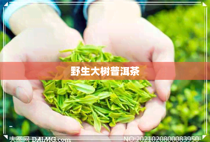野生大树普洱茶 野生大树普洱茶