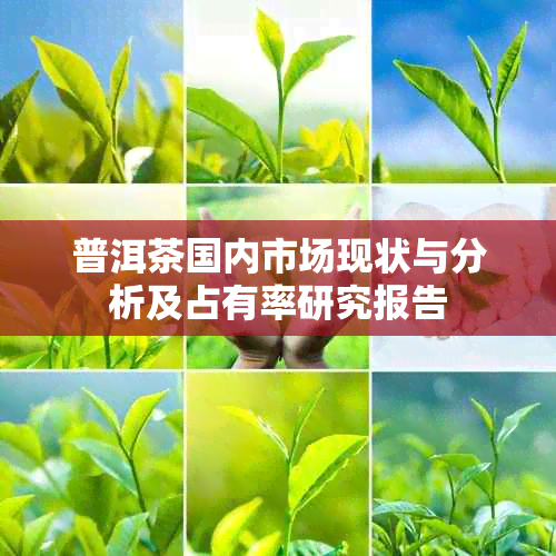 普洱茶国内市场现状与分析及占有率研究报告