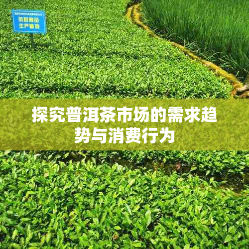 探究普洱茶市场的需求趋势与消费行为