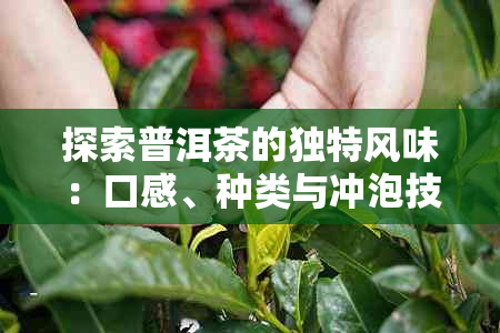 探索普洱茶的独特风味：口感、种类与冲泡技巧全方位解析