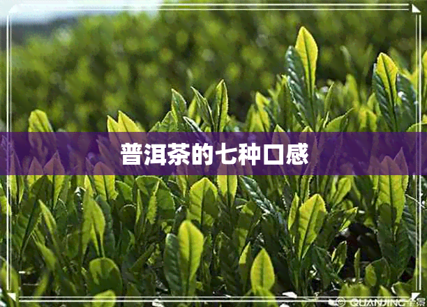 普洱茶的七种口感 普洱茶的七种口感