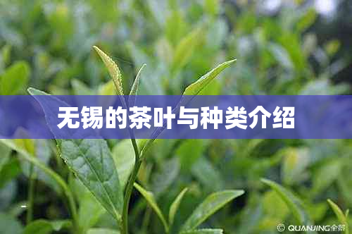 无锡的茶叶与种类介绍