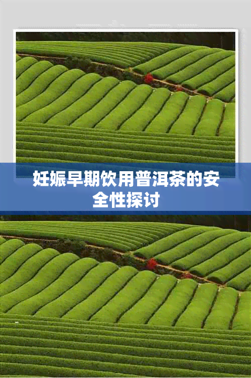妊娠早期饮用普洱茶的安全性探讨