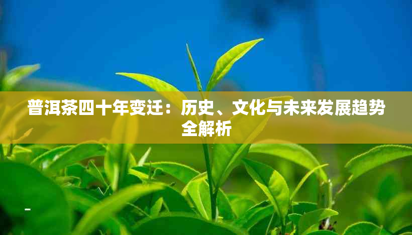 普洱茶四十年变迁：历史、文化与未来发展趋势全解析