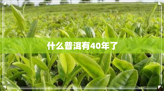 什么普洱有40年了 什么普洱有40年了
