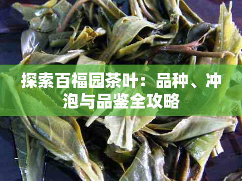 探索百福园茶叶：品种、冲泡与品鉴全攻略