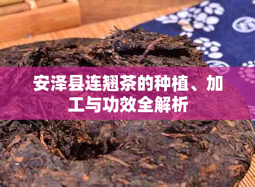 安泽县连翘茶的种植、加工与功效全解析