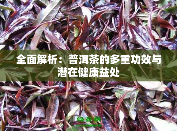 全面解析：普洱茶的多重功效与潜在健康益处