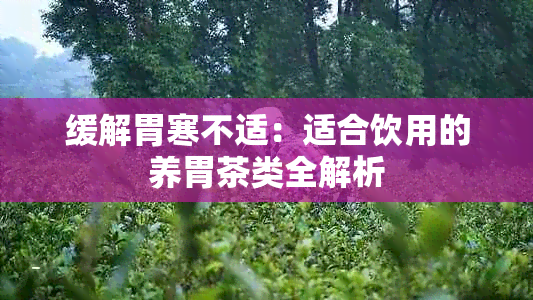 缓解胃寒不适:适合饮用的养胃茶类全解析