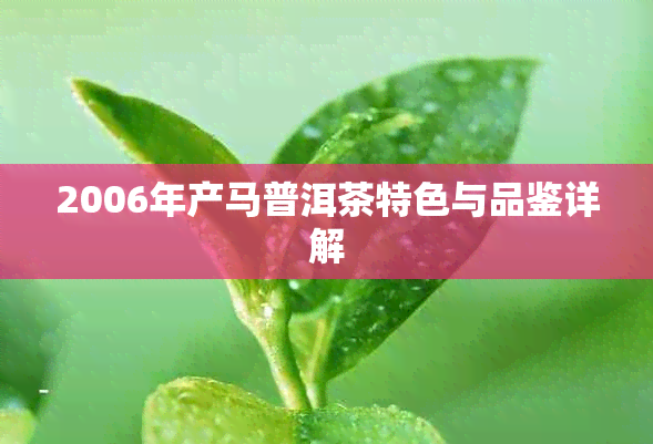 2006年产马普洱茶特色与品鉴详解
