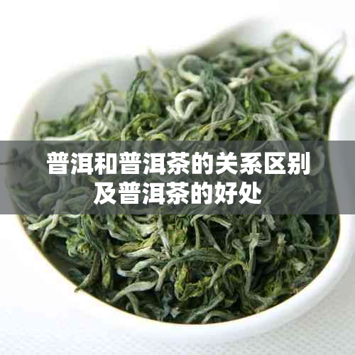 普洱和普洱茶的关系区别及普洱茶的好处