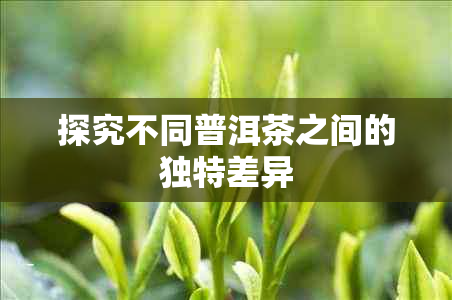 探究不同普洱茶之间的独特差异