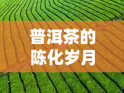 普洱茶的陈化岁月:探索品饮时机
