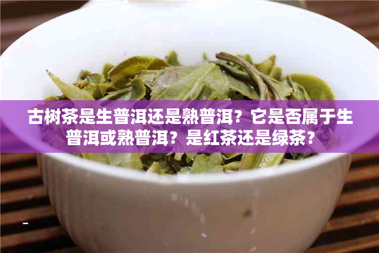 古树茶是生普洱还是熟普洱?它是否属于生普洱或熟普洱?是红茶还是绿茶?